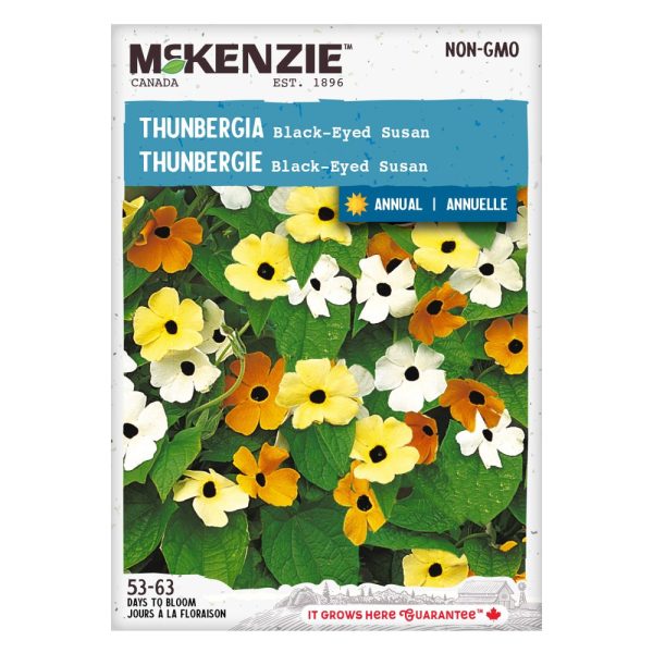 Thunbergie Black-Eyed Susan