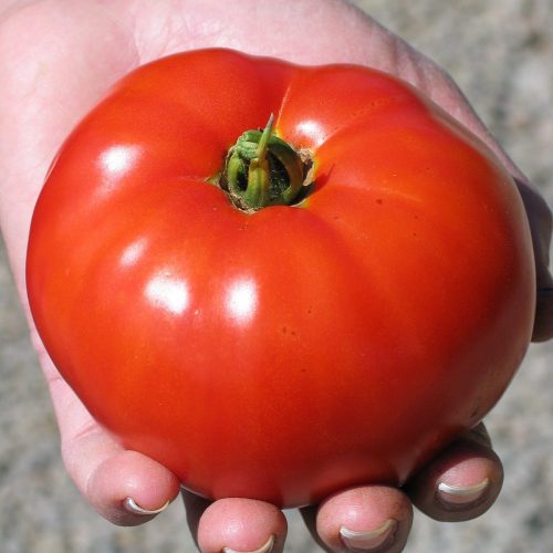 silenz tomato