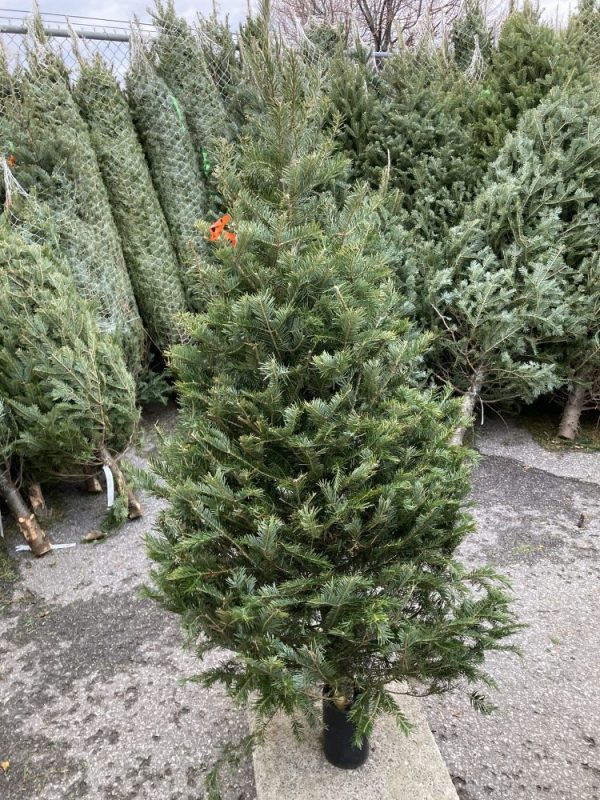 Sapin Beaumier #1 3/5'