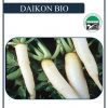Radis Daikon